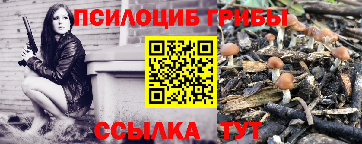 Псилоцибиновые грибы Cubensis  Вход с VPN  Бердск 